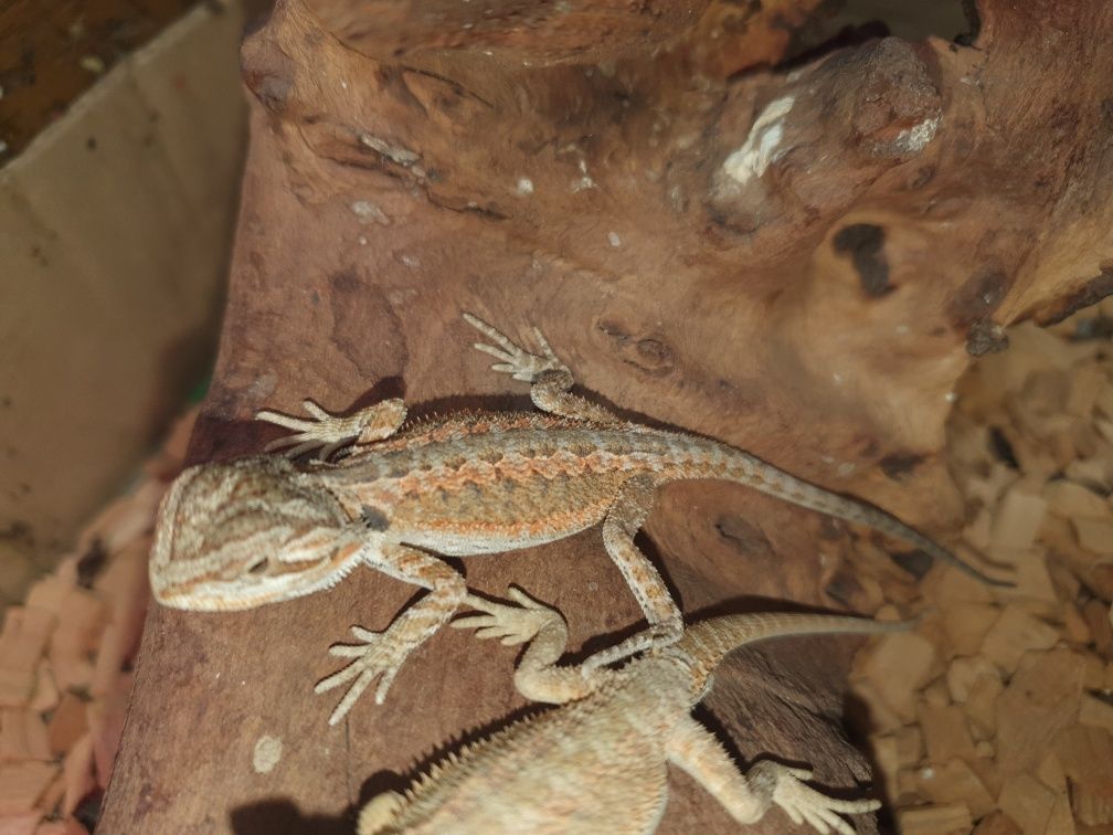 Agama brodata Orange Sklep zoologiczny