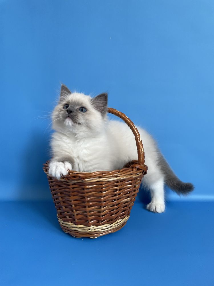 Котёнок, регдолл, Ragdoll,