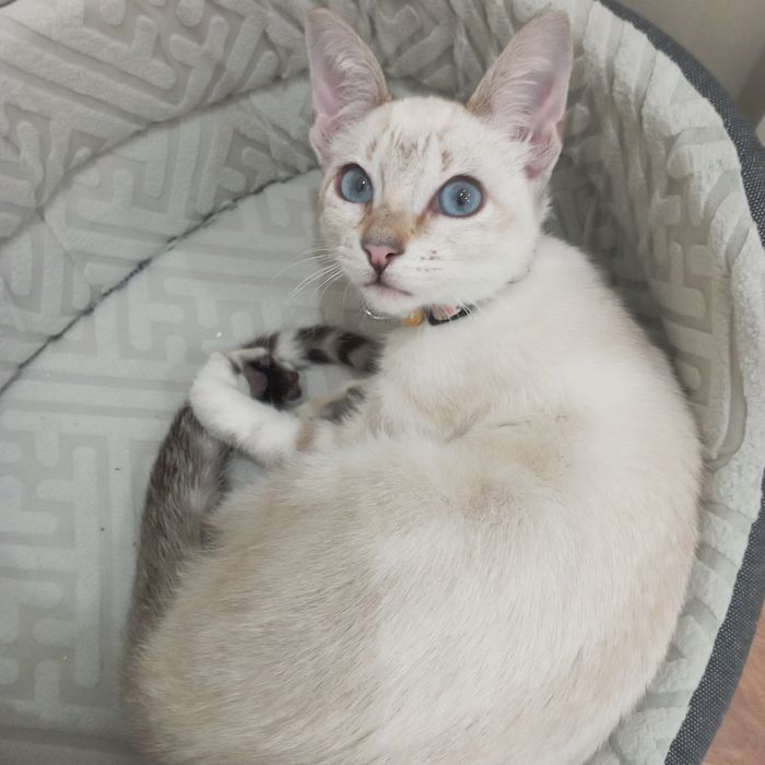 Gatinha branca com riscas cinza para adoção