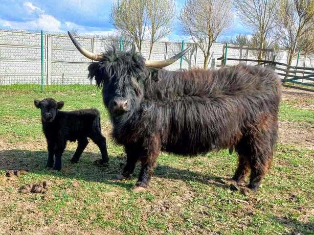 Шотландская корова Хайленд (англ. Highland cattle) Телёнок