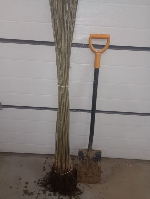 Czereśnia Colt do szczepienia i okulizacji.