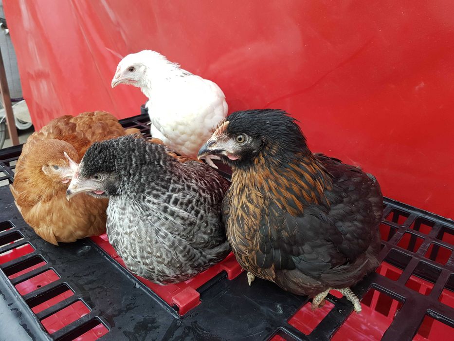 Kury Kokoszki Nioski ROSA