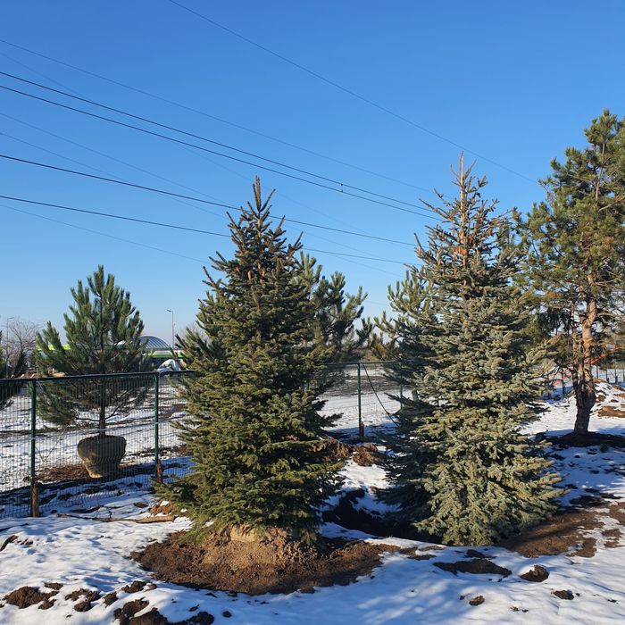 Ель живая колючая зелёная сизая голубая