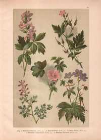 Hochdanz: Rośliny zioła kwiaty botanika litografia 1901 r. autentyk