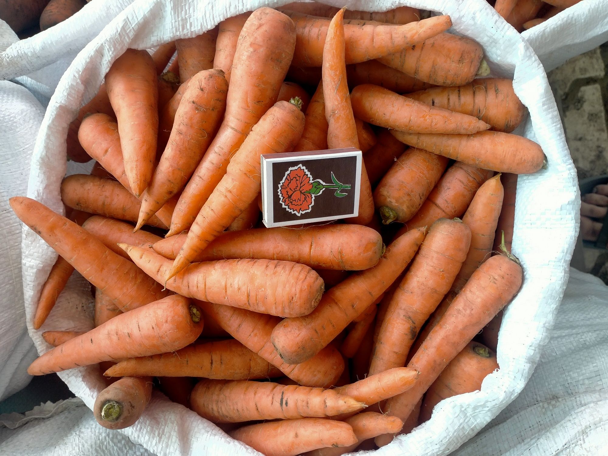Морква цього року продам