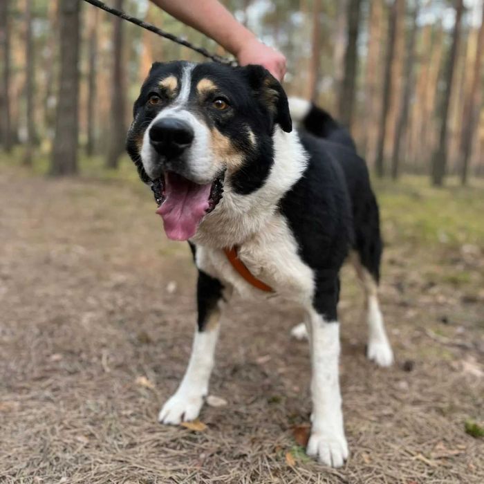 BIGER to duży pies, o niezwykłej sile i przepięknym umaszczeniu