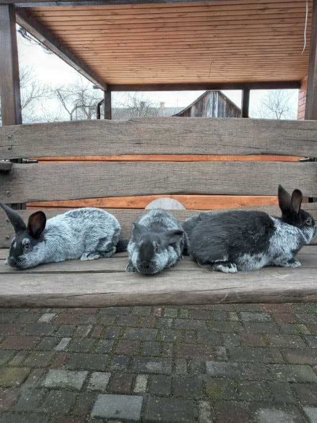 Кролики Термонці і Полтавське срібло .