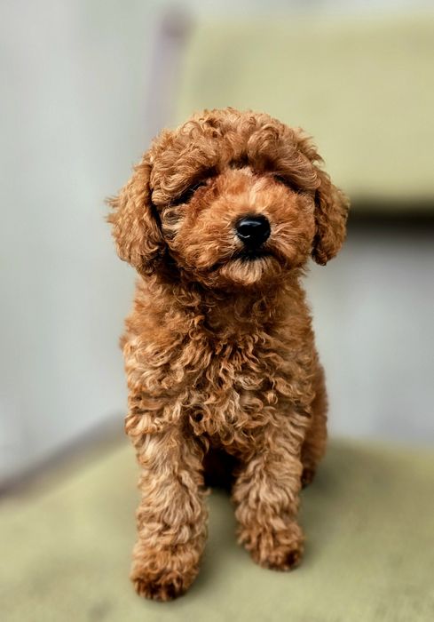 Piękny szczeniak pudla toy