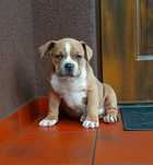 Piesek mocnej budowy Amstaff