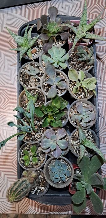 Эхеверия,  красула, каланхое