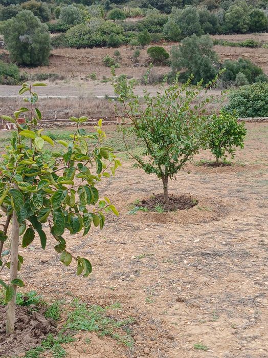 Terreno Rustico ideal para agricultura, árvores de fruta, poço de agua