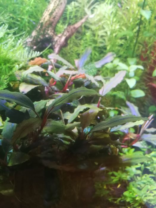 Bucephalandra sprzedam