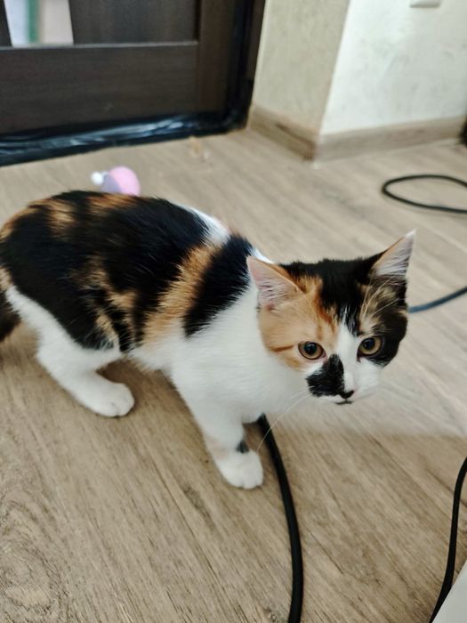 Кошенята,5 міс,оброблені від бліх,глистів,вакциновані,ходять на лоток