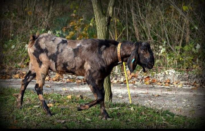 Koza anglonubijska mleczna z państwowym rodowodem PZOw