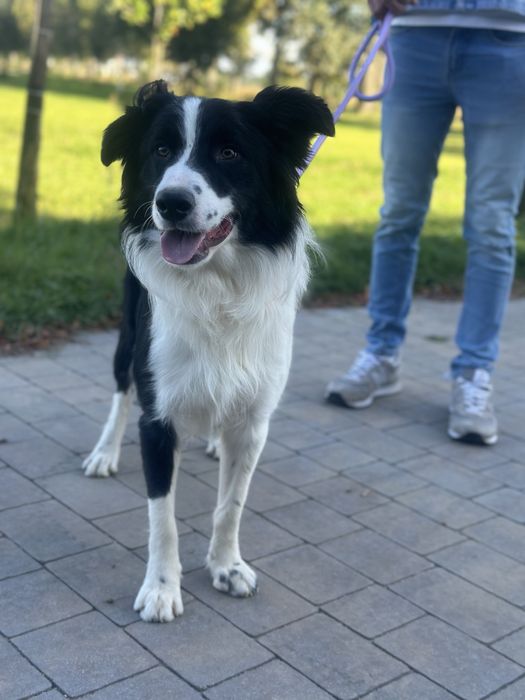Pies border collie 10 miesięcy czarno biały