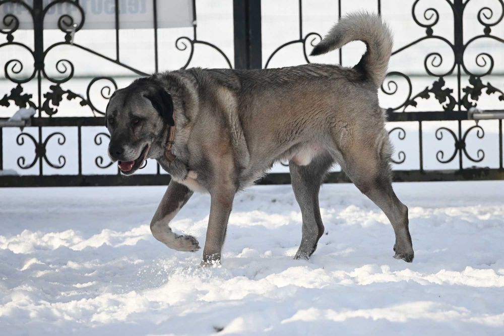 Kangal import Turcja D.K.Bubu FCI.