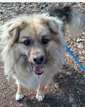 Koliber cudny puchaty pies do adopcji
