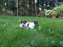 Jack Russell Terrier- suczka