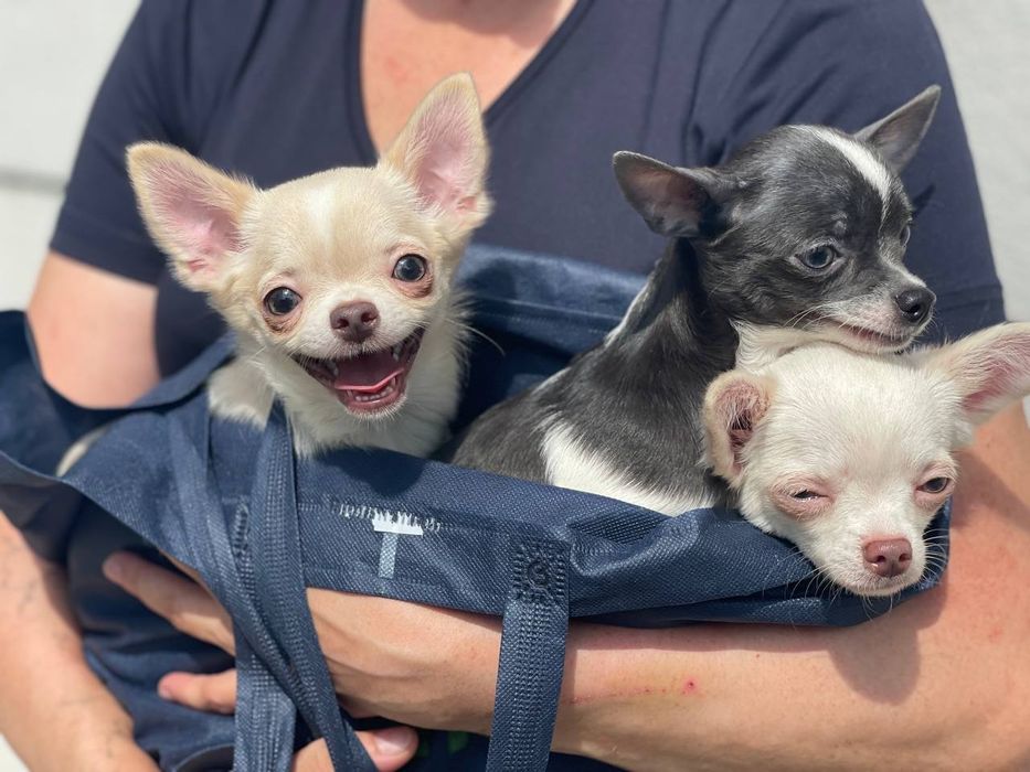 Продам чистокровных щенков Chihuahua.Эксклюзив