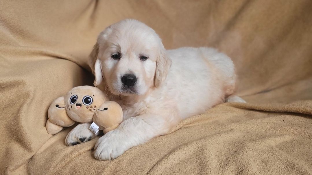 Golden Retriever FCI