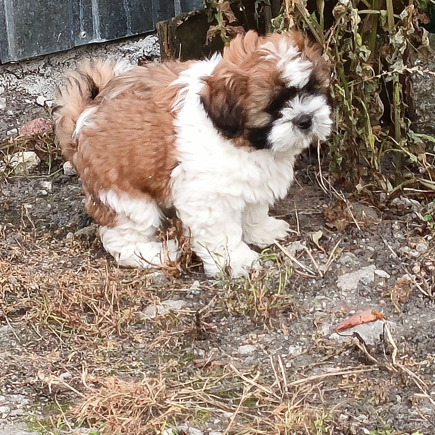 Szczeniaczek shih-tzu tricolor samiec