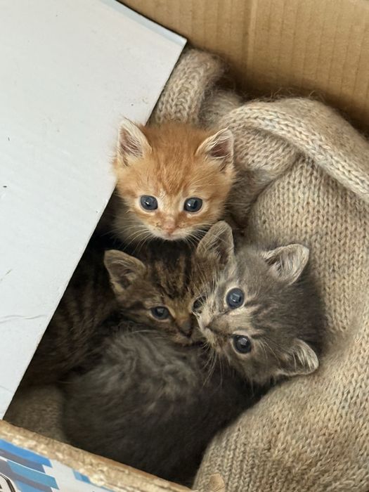 Маленькі кошенята…