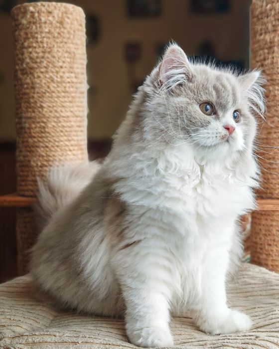 Brytyjski długowłosy przepiękna