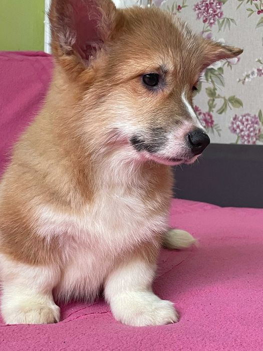 Замечательные щенки вельш корги пемброк , КСУ