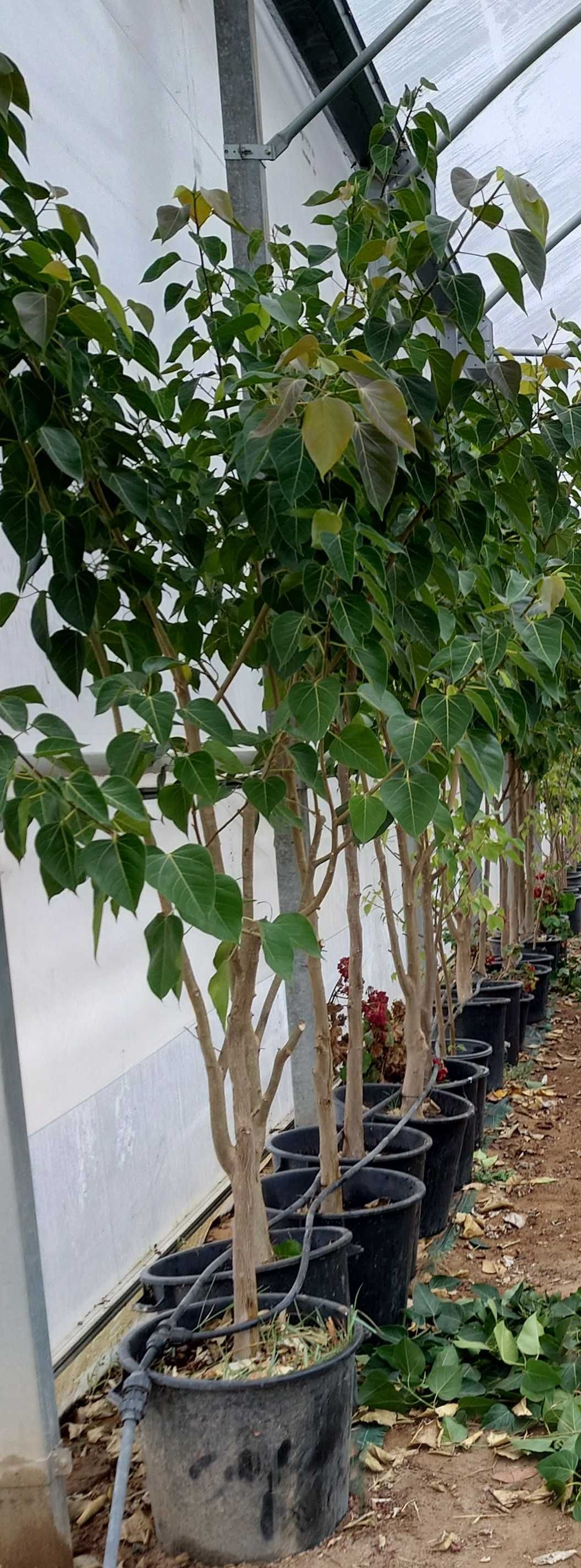 Ficus asiático - Ficus religiosa - Bodhi Tree em vaso ou torrão