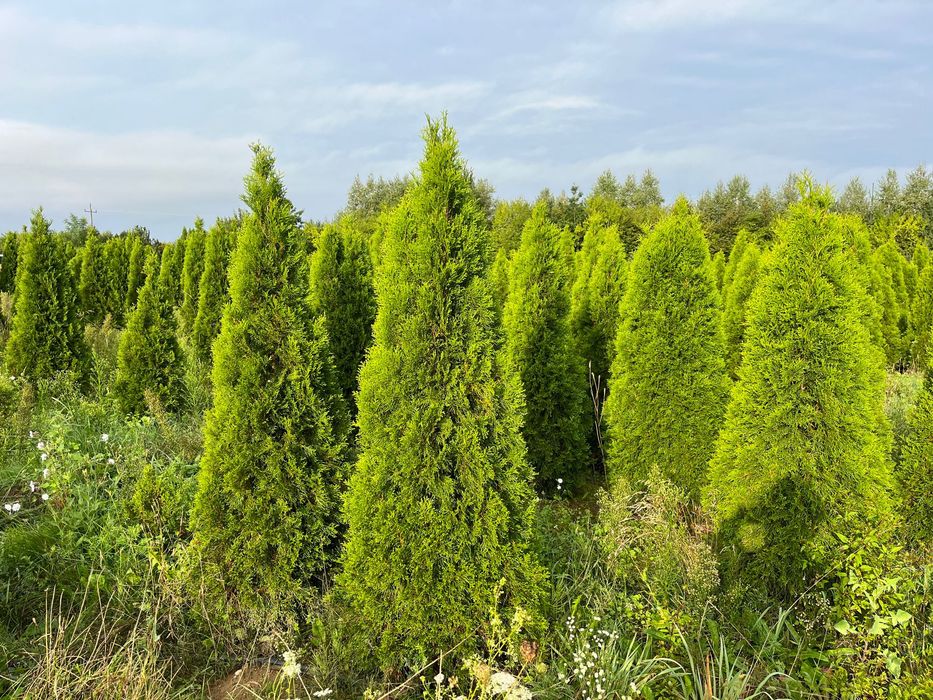Thuja szmaragd occidentalis 180-200 cm