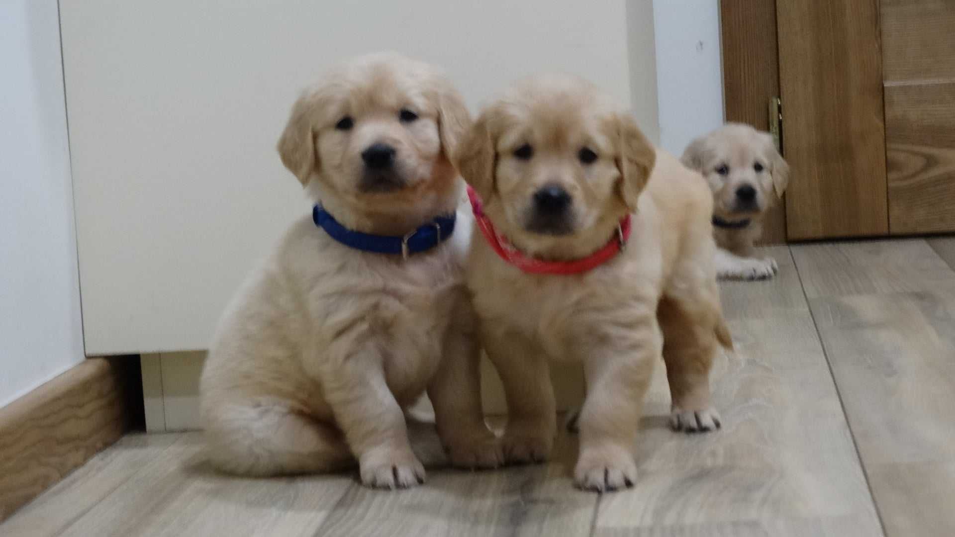 Golden retriever piesek