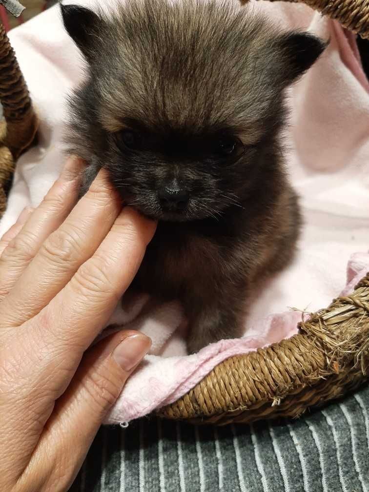Szpic miniaturowy