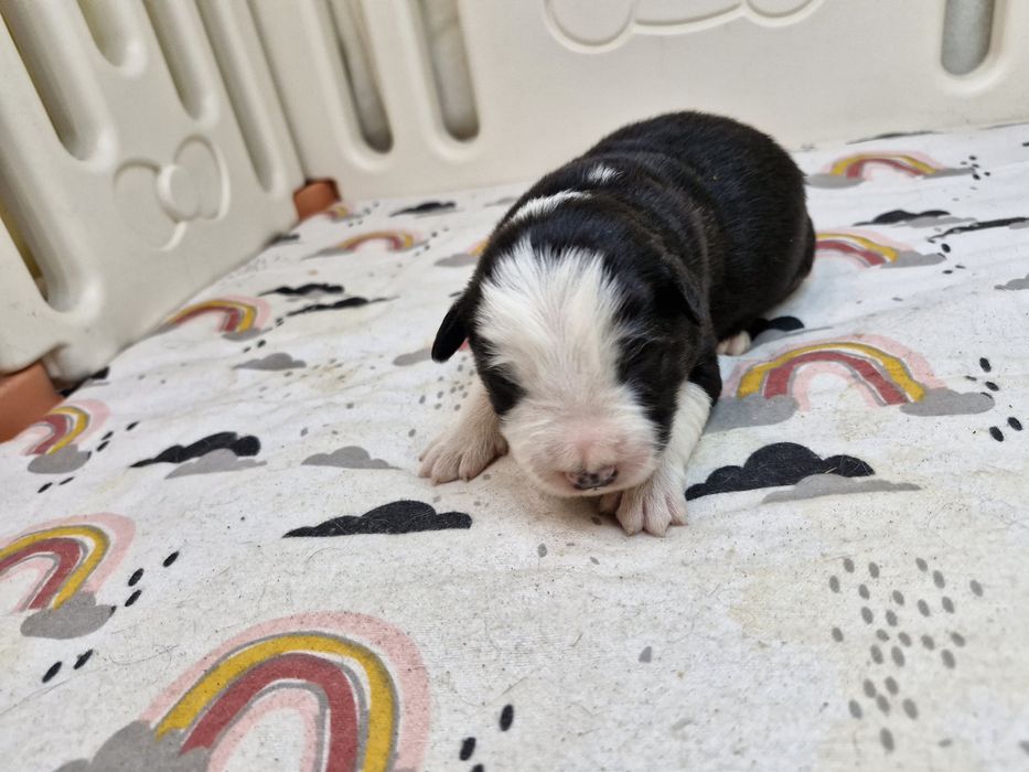 Border Collie piesek czarno biały