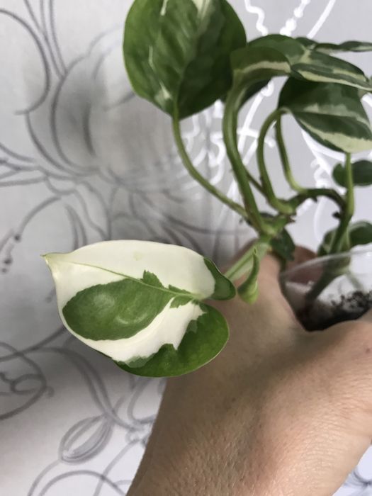 Сциндапсус