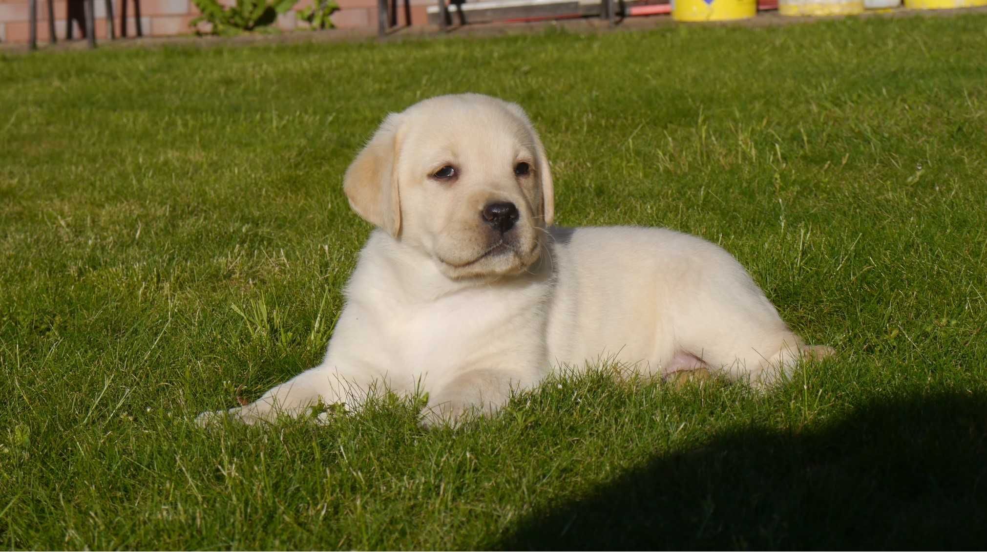 Labrador retriever - Biszkoptowa suczka  z rodowodem [ FCI ]