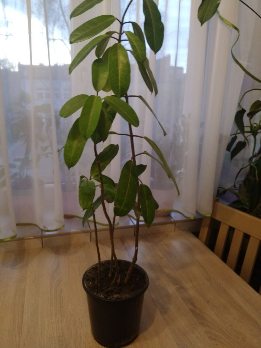 Kwiatek doniczkowy 75 cm