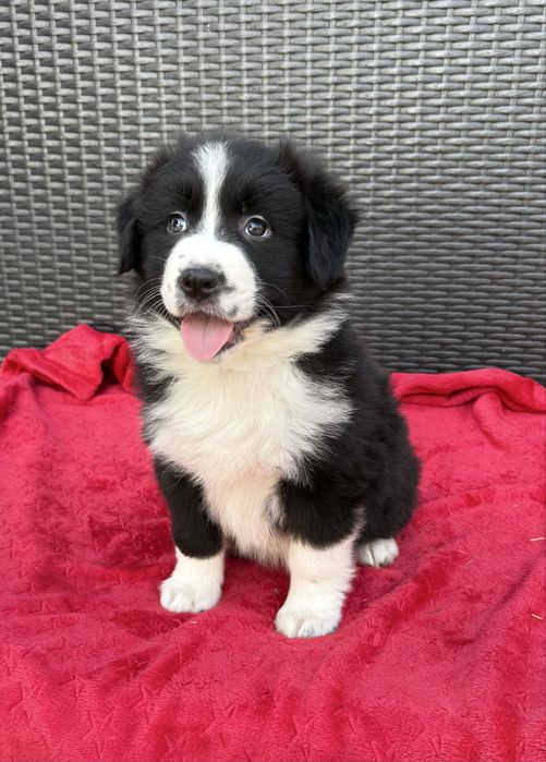 Urocza sunia Border Collie wzorcowa