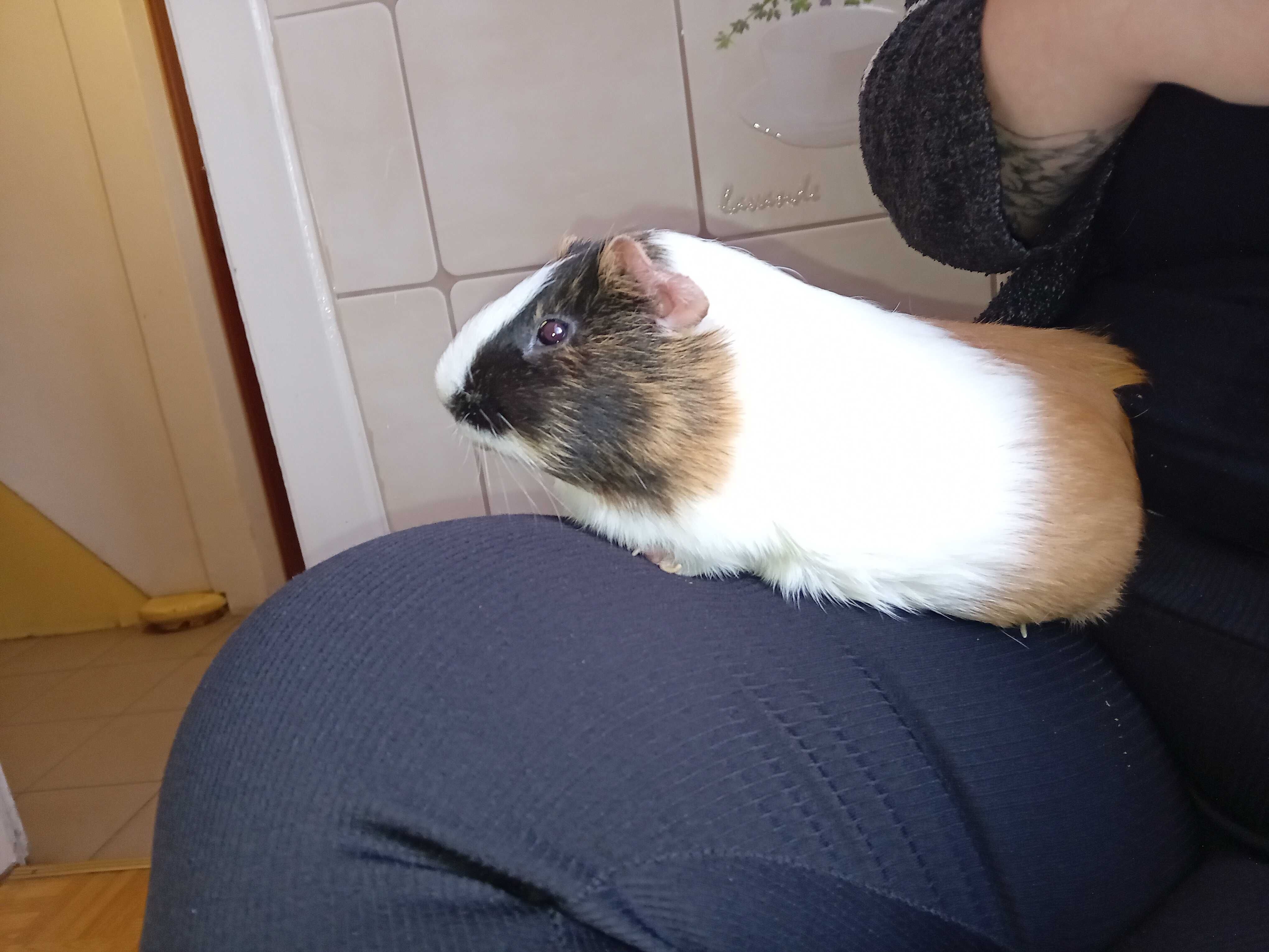 Oddam w dobre rece swinka morska