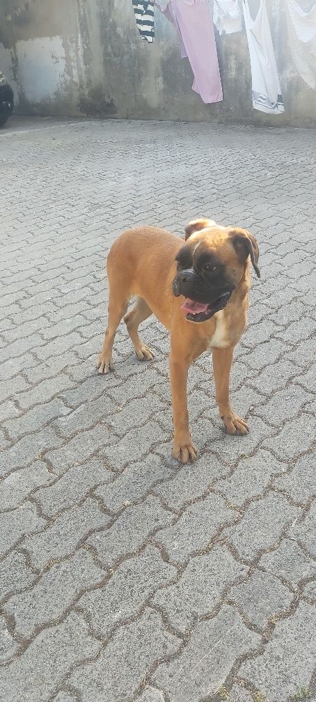 Boxer com lop fêmea