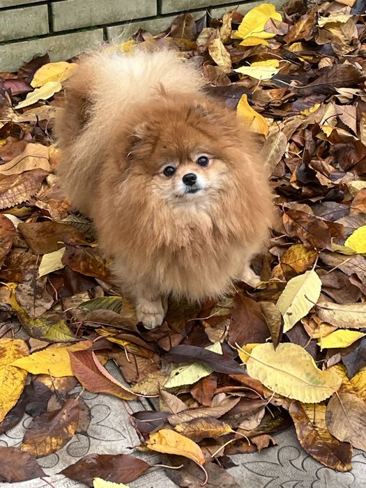 Взрослые девочки.