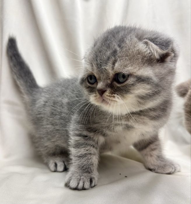 Шотландські кошенята