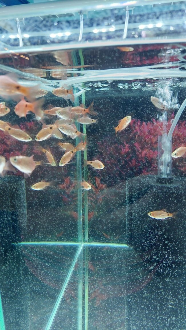 Ryba akwariowa - Brzanka różowa