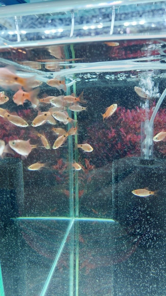 Brzanka różowa (Pethia conchonius) WYSYŁKA AKWAWIN