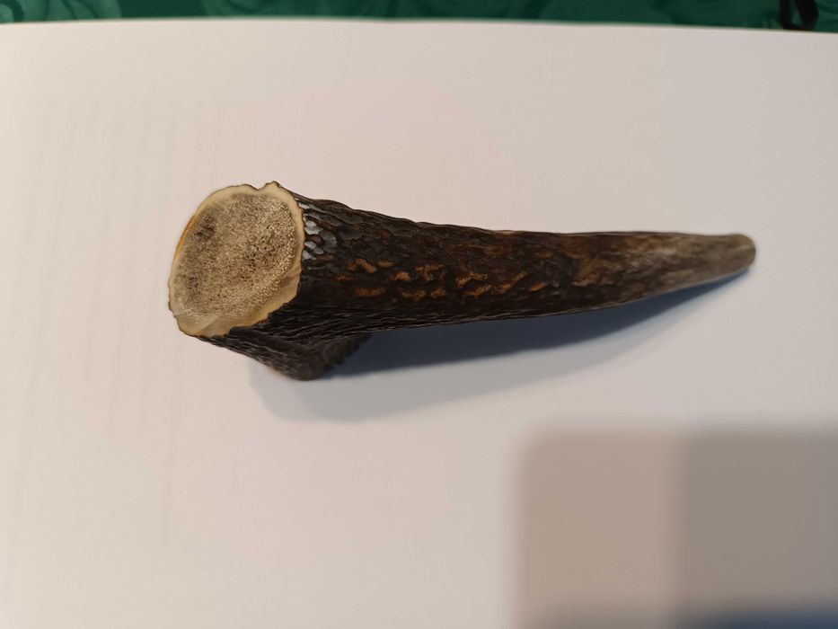 Gryzak z poroża jelenia dla psa, 15 cm