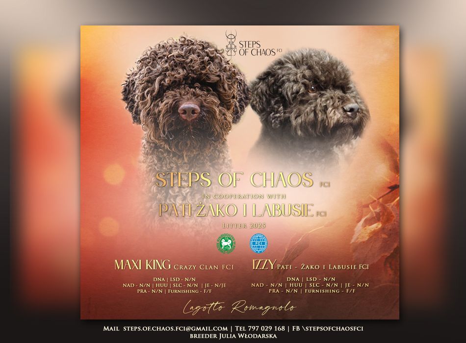 Hodowla STEPS OF CHAOS FCI Lagotto Romagnolo