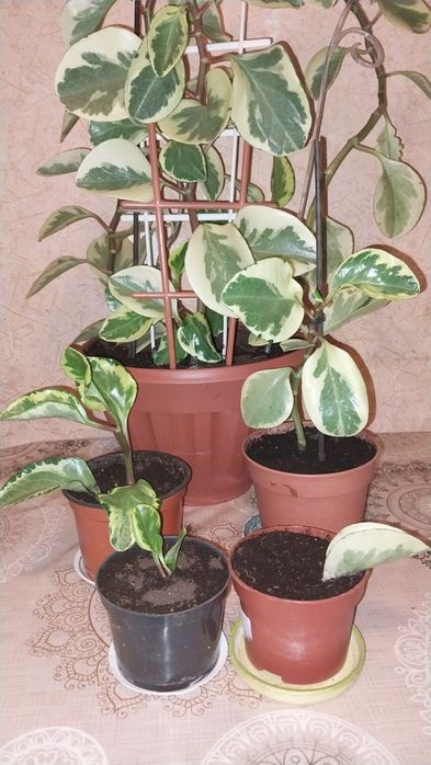 Пеперомія туполистна Variegata кімнатні рослини вкорінені живці дітки