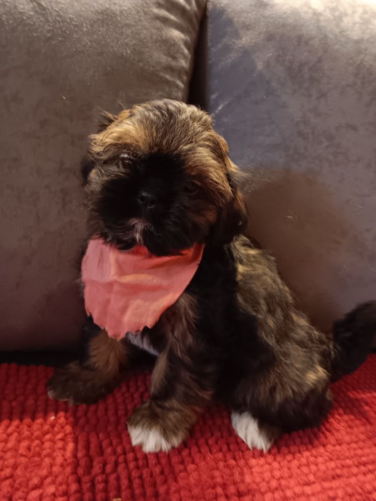 Shih Tzu Sunia- Gwiazdeczka