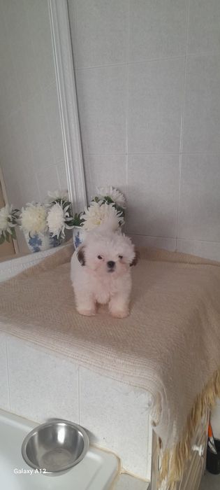 Shih tzu macho boa linhagem