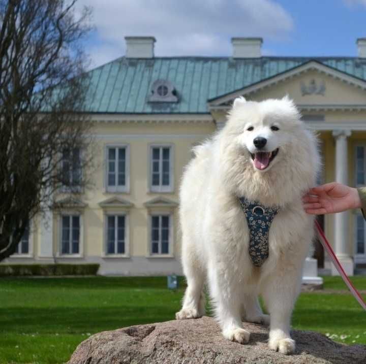 Śliczne samoyed,samojed