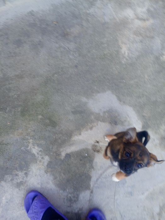 Чихуахуа у люблячу родину